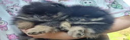 Pomeranian dogs for sale: Pomeranian puppies for sale!!! - Advert 10