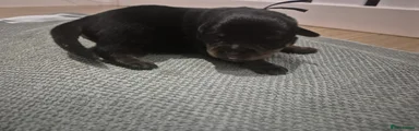 Rottweiler 4