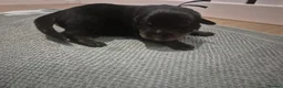 Rottweiler dogs for sale: RKC Registered Traditional Rottweiler Puppies  - Advert 12