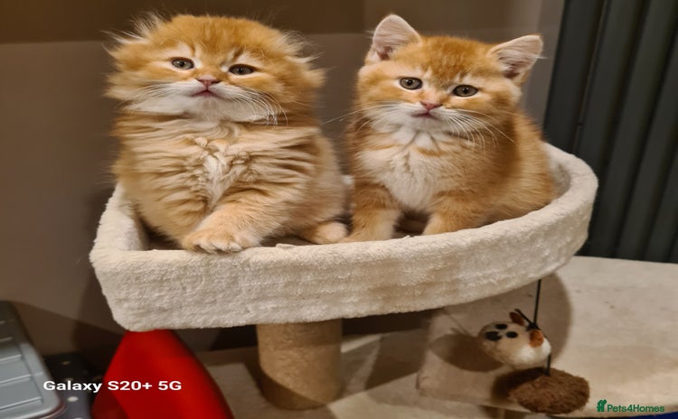 Scottish Fold cats - Advert 7
