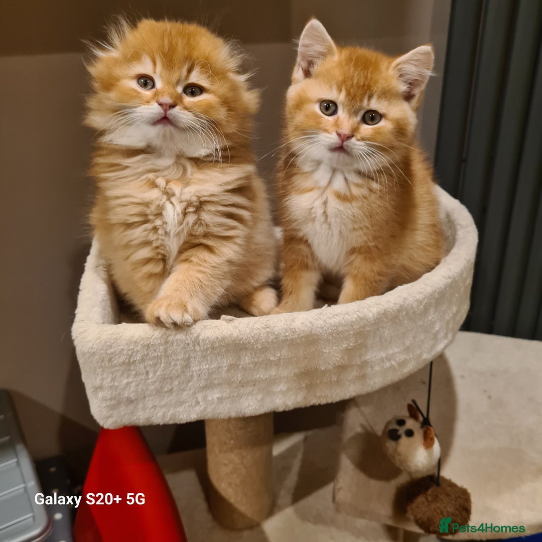 Scottish Fold cats for sale: Scottish fold/straight looking for home  - Image 10