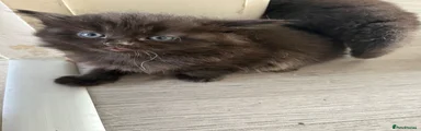 Flump
