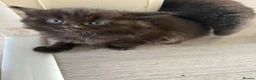 Mixed Breed cats for sale: Fluffy kittens - Advert 7