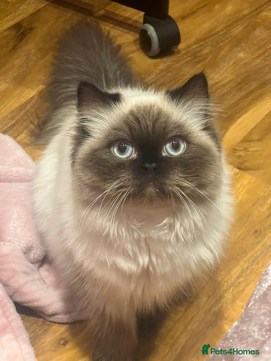Persian cats for sale: Persian ragdoll - Advert 5