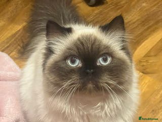 Persian cats Persian ragdoll - Advert 18