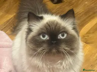 Persian cats Persian ragdoll - Advert 18