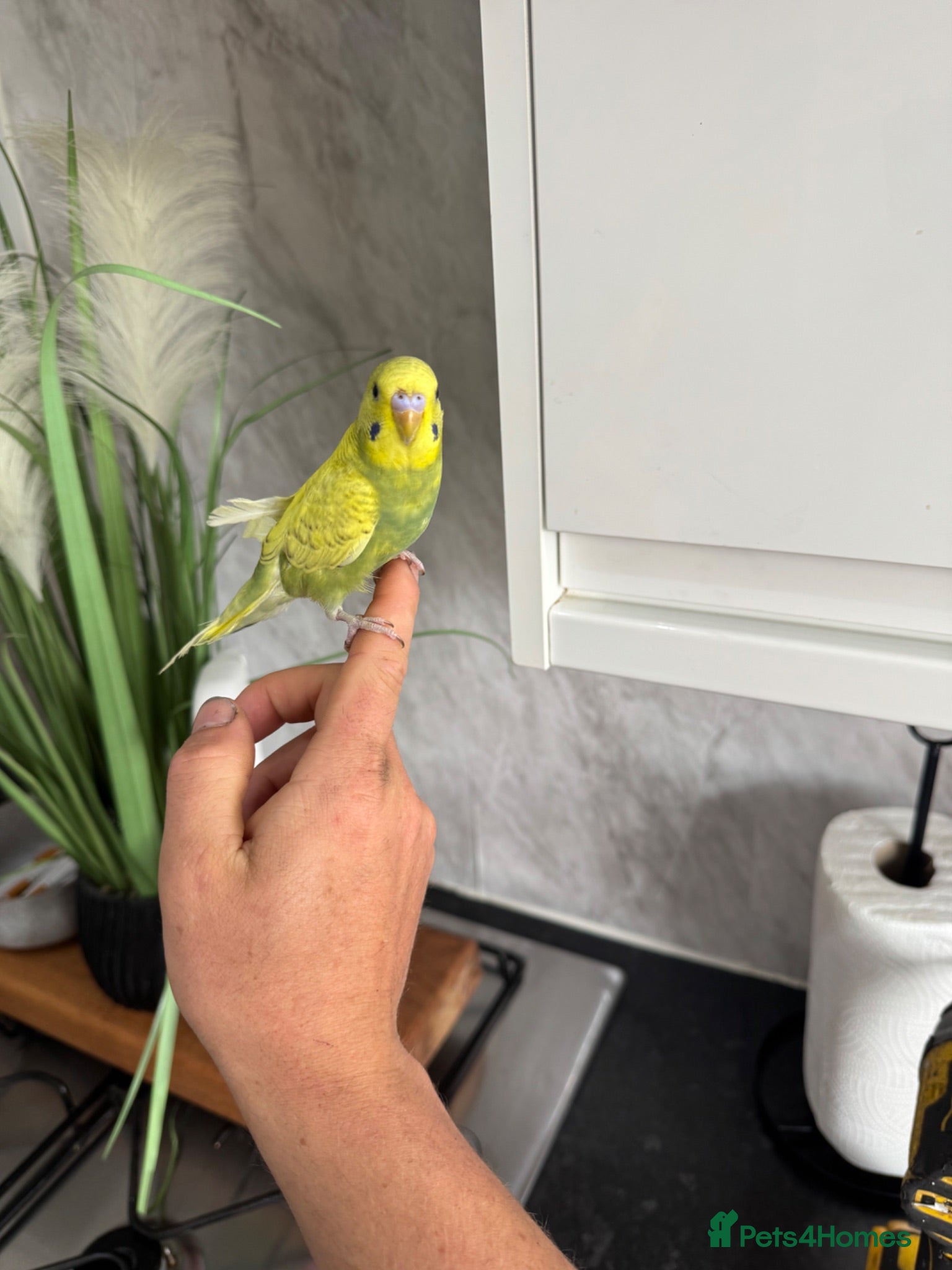 Budgerigars birds Young rainbow budgies  - Advert 2
