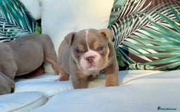 English Bulldog dogs for sale: Champion Bloodlines KC British Bulldogs - Image 22
