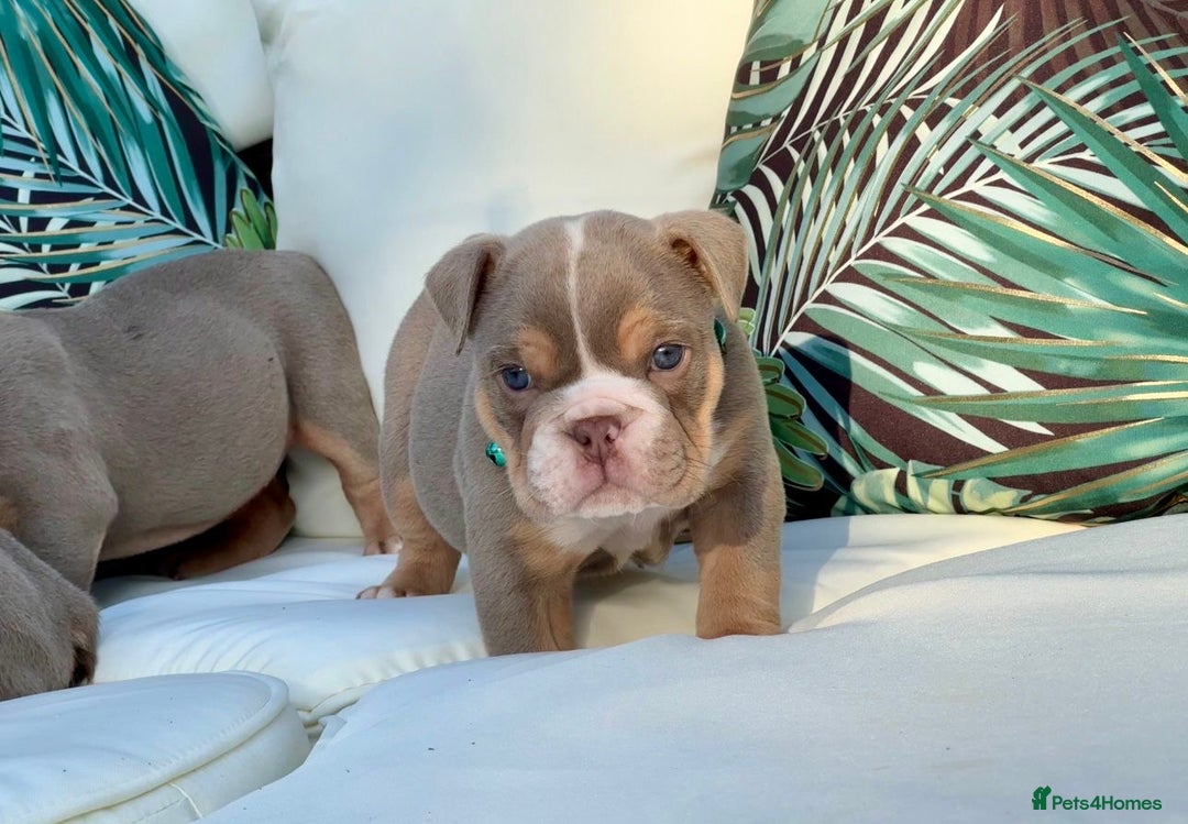 English Bulldog dogs for sale: Champion Bloodlines KC British Bulldogs - Image 22