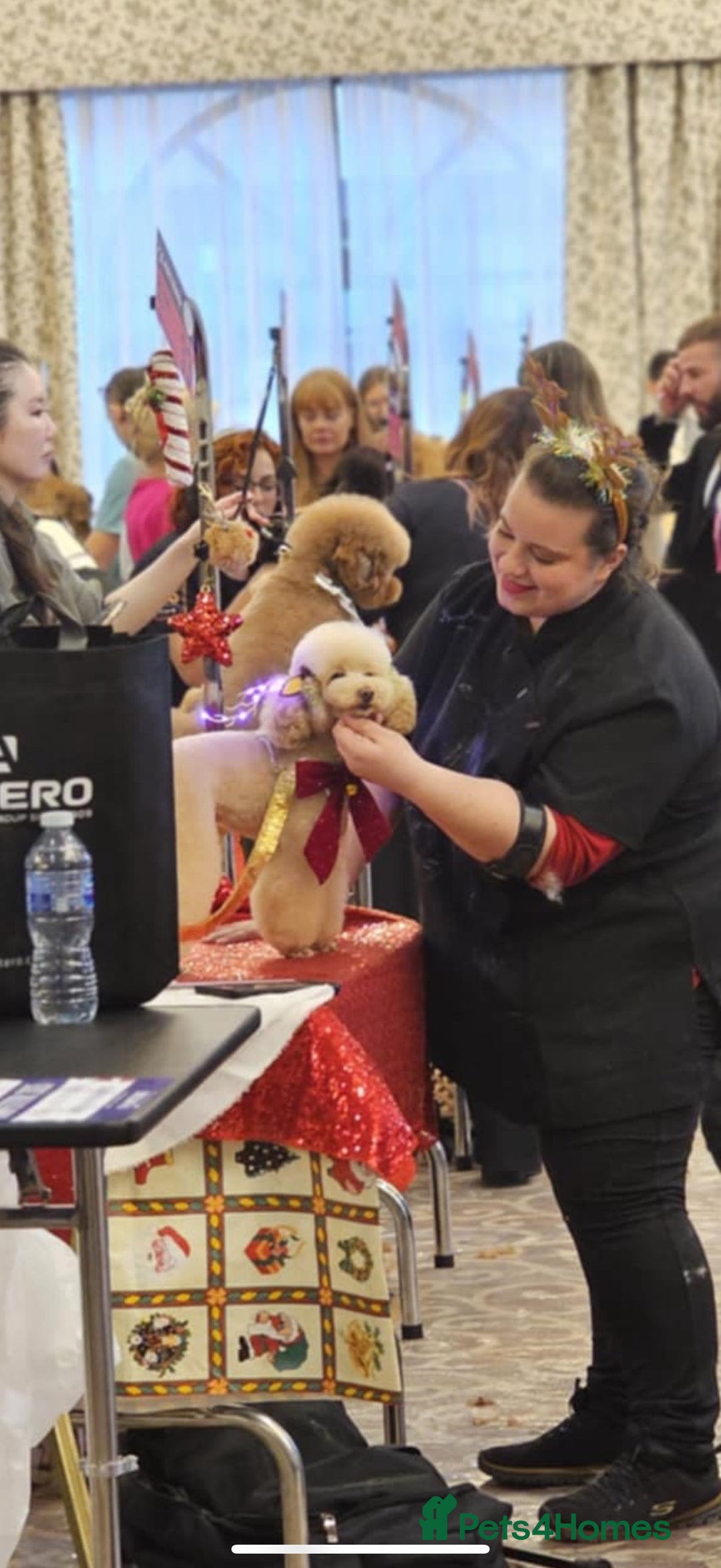 Toy Poodle dogs for stud: Toy Poodle Stud - Advert 2