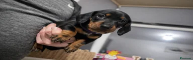 Dachshund Puppy 11