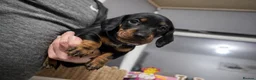 Dachshund dogs for sale: 💎 Quality Mini Dachshunds – Ready Soon 💎 - Advert 2