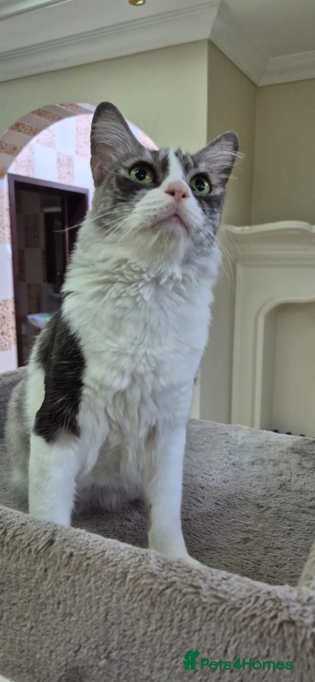 Mixed Breed cats for adoption: Camouflage Basma - Advert 2