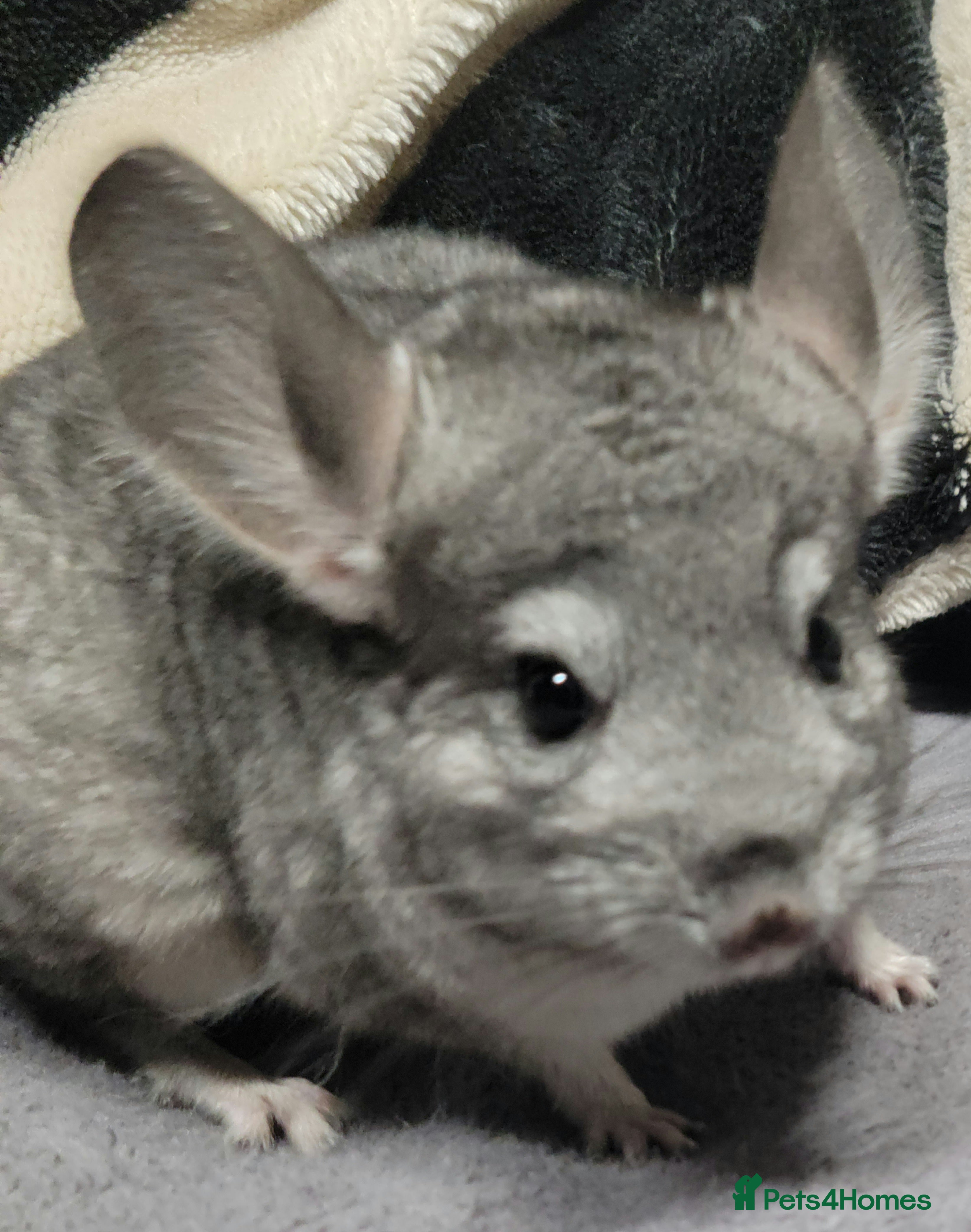Chinchilla rodents 2 baby grey female chinchillas - Advert 2