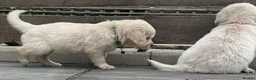 Golden Retriever dogs for sale: KC Registered Vet Health Checked Puppies - Advert 24