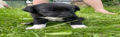 Mixed Breed Puppy 12