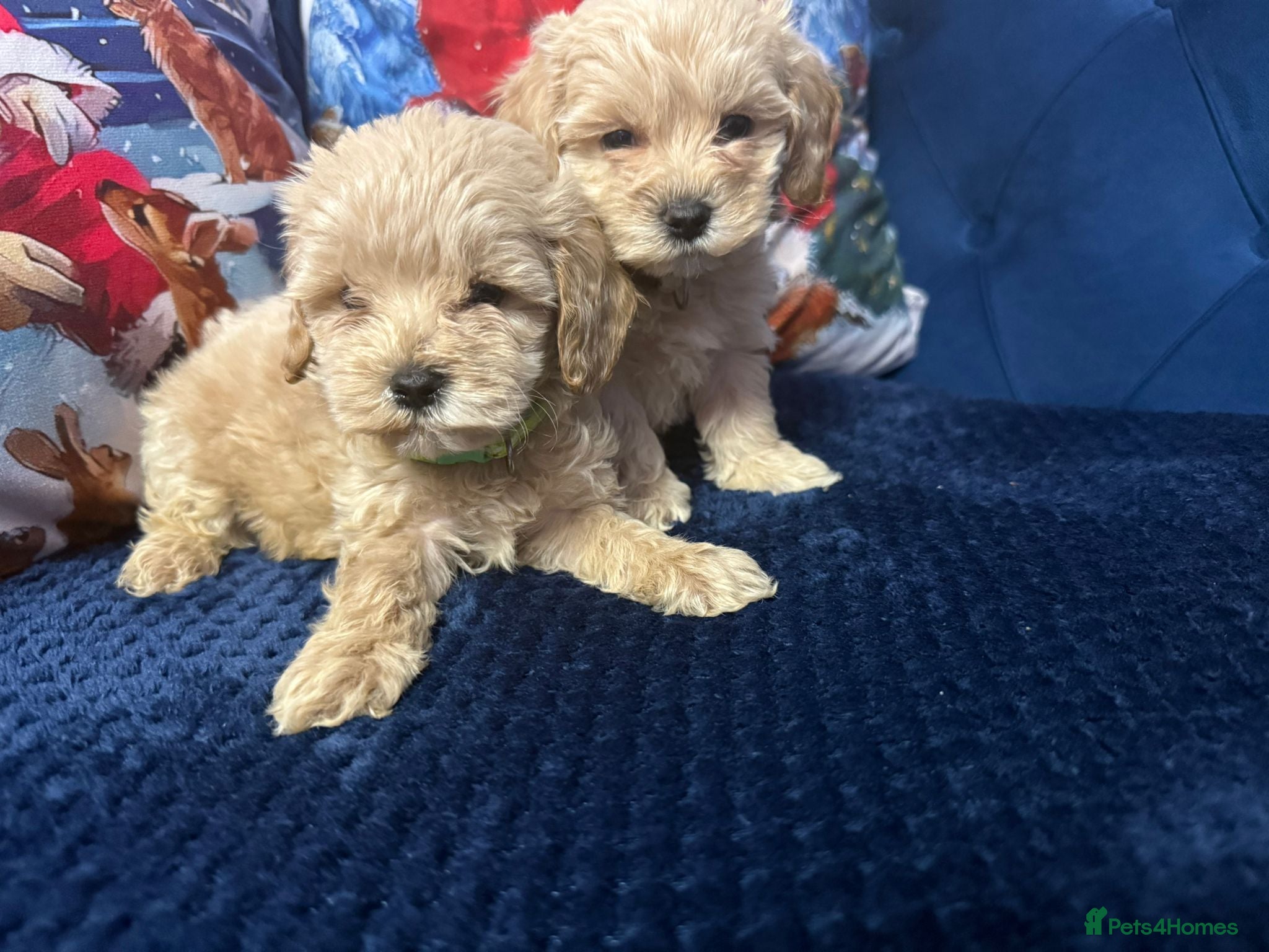 Maltipoo dogs Outstanding maltipoo two  boys left only - Advert 11