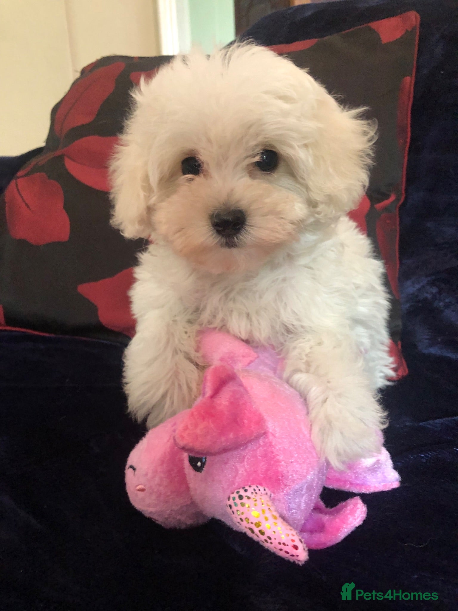 Mixed Breed dogs shihpoo x maltese puppies for sale - Advert 1