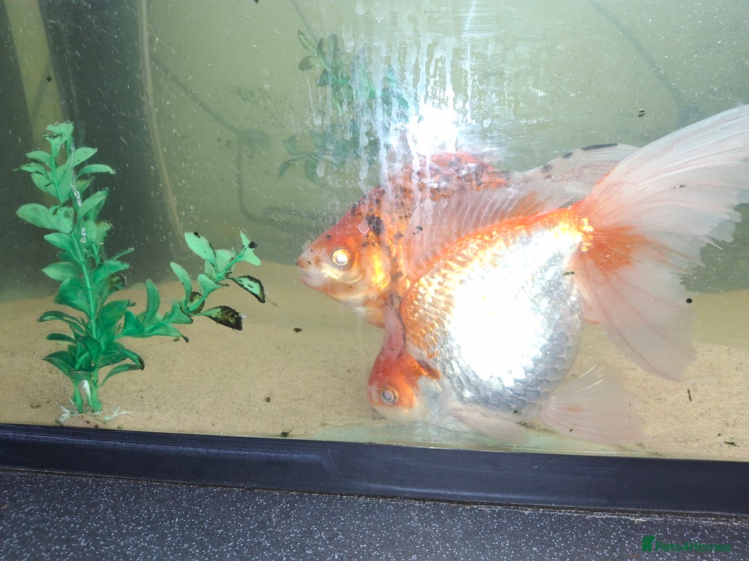 Fancy Goldfish fish for sale: Two large fantail fancy goldfish - Advert 11