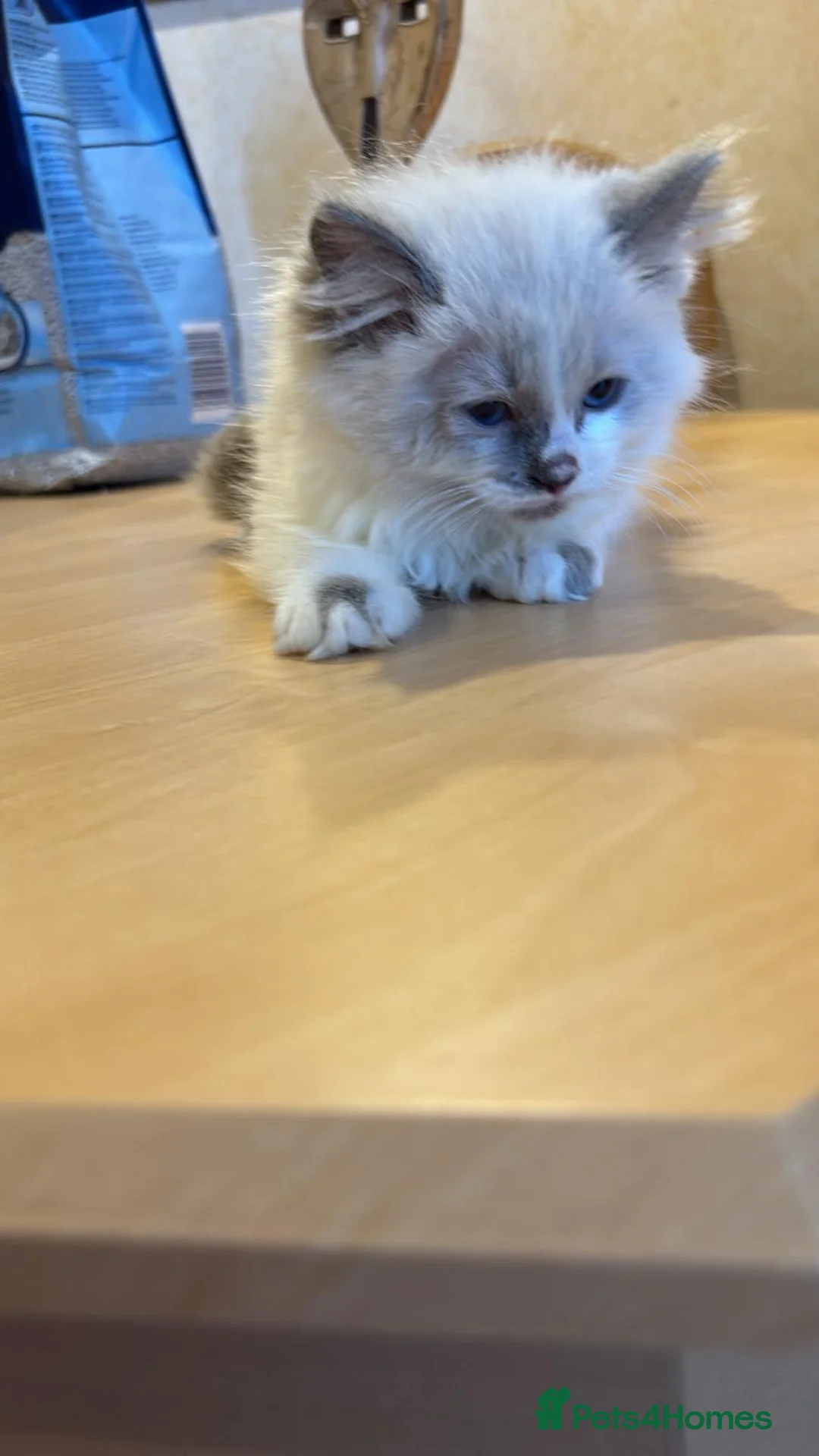 Ragdoll cats for sale: Beautiful Ragdols  - Advert 13