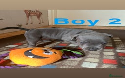 Staffordshire Bull Terrier dogs for sale: RARE BLUE MERLE STAFFORDSHIRE BULL TERRIER PUPPIES - Image 18