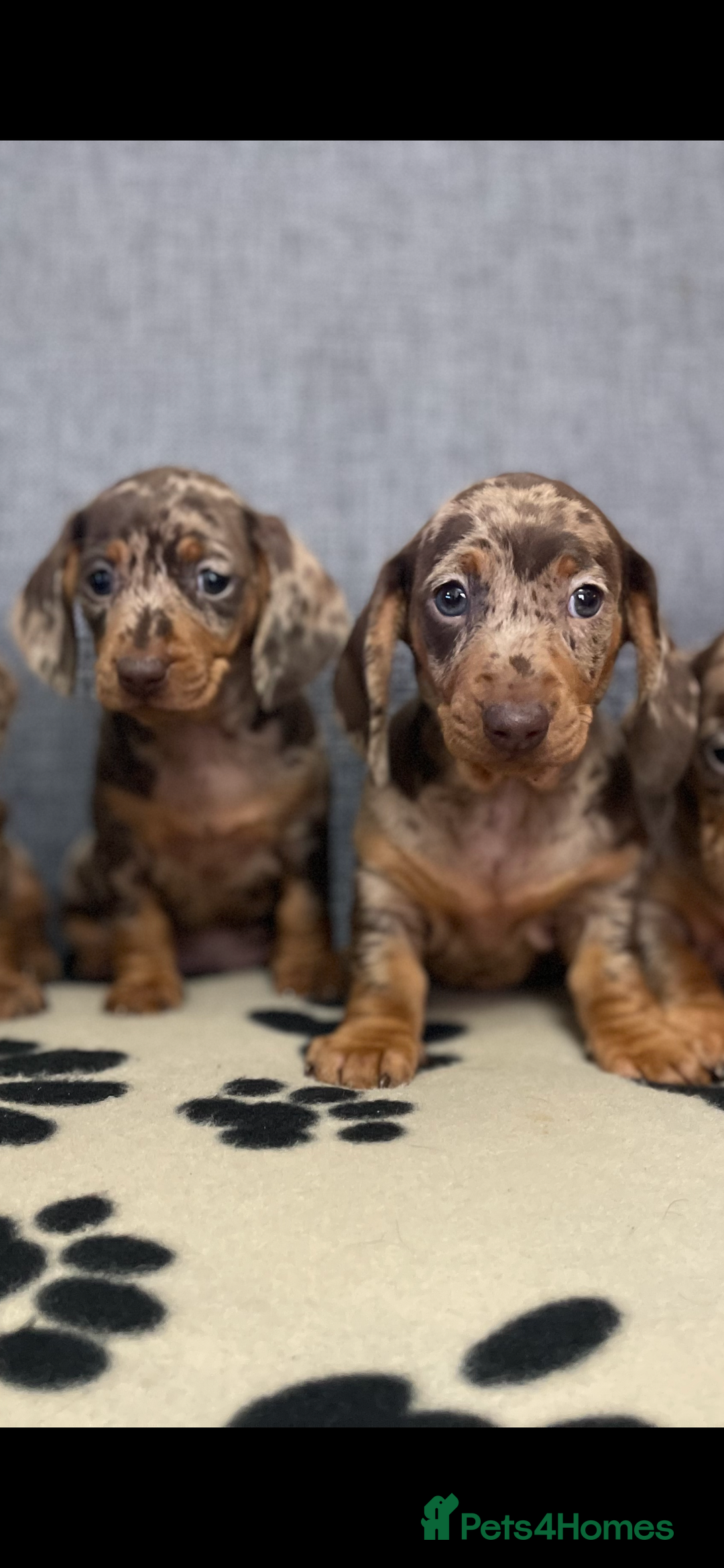Dachshund dogs for sale: Miniature Dachshund puppies  - Advert 4