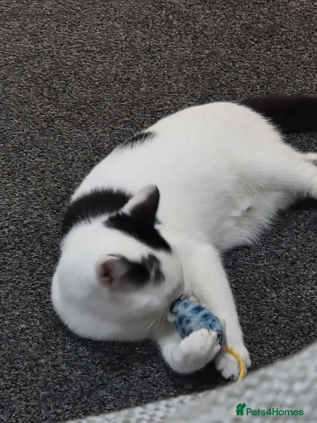 Domestic Shorthair cats for sale: Male white and black cat  - Advert 5