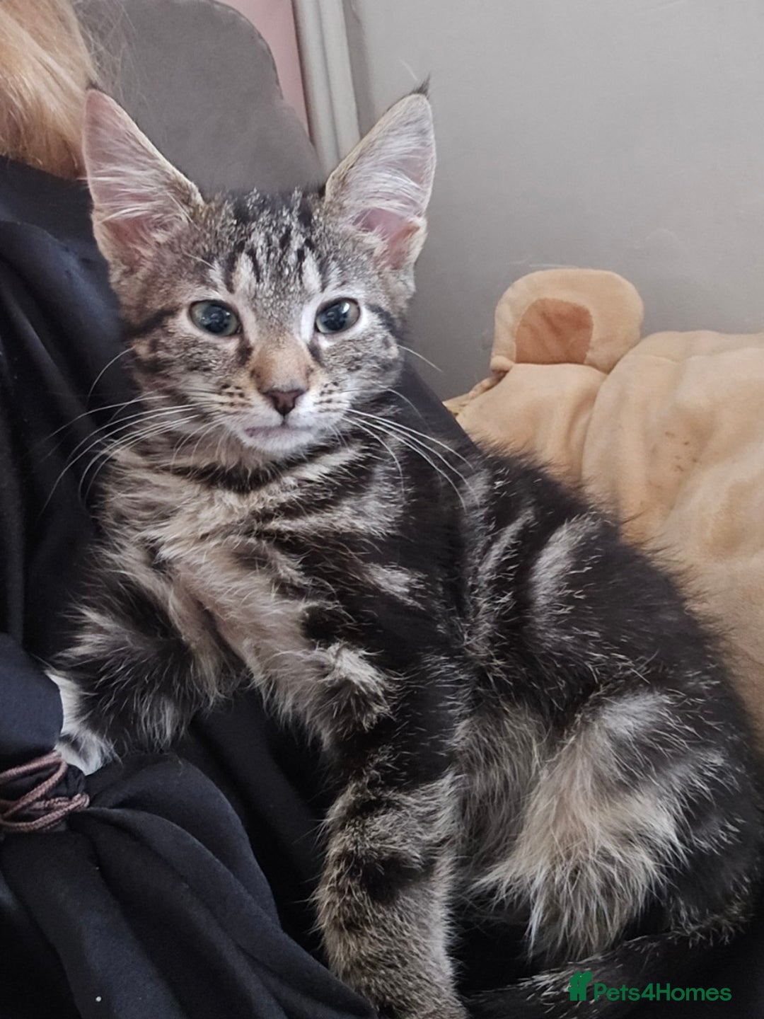 Mixed Breed cats for sale: 4 fluffy kittens for sale - Advert 1