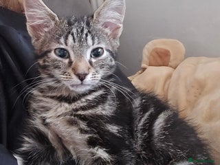 Mixed Breed cats - Advert 6