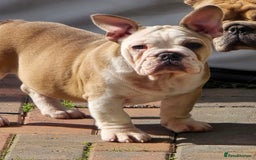 Mixed Breed dogs for sale: Frenchie cross English bulldog  - Image 1