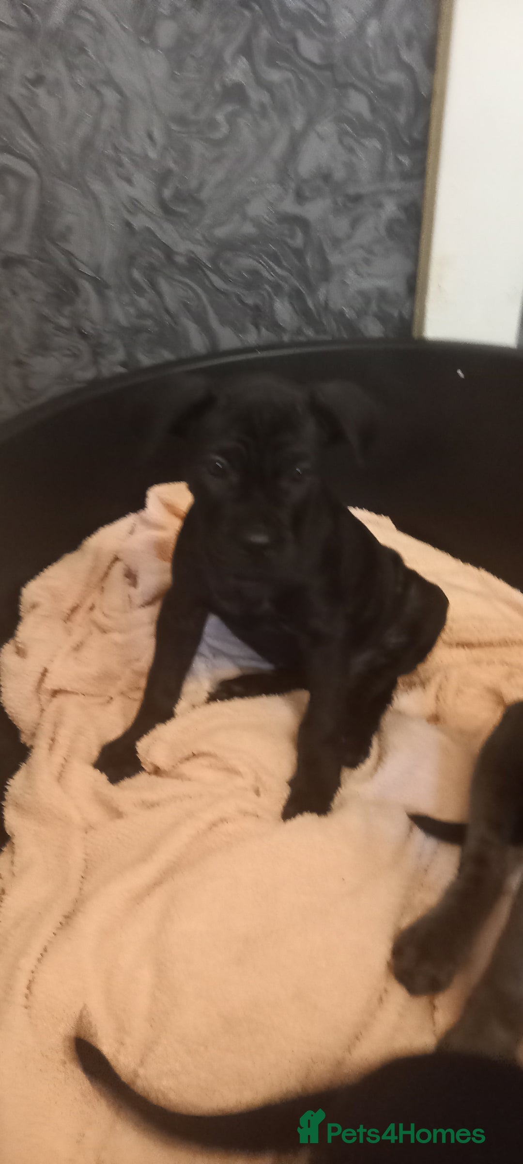 Cane Corso dogs for sale: ANNOUNCEMENT ONLY UK LITTER DEL DYRIUM LINES  🖤  - Advert 30