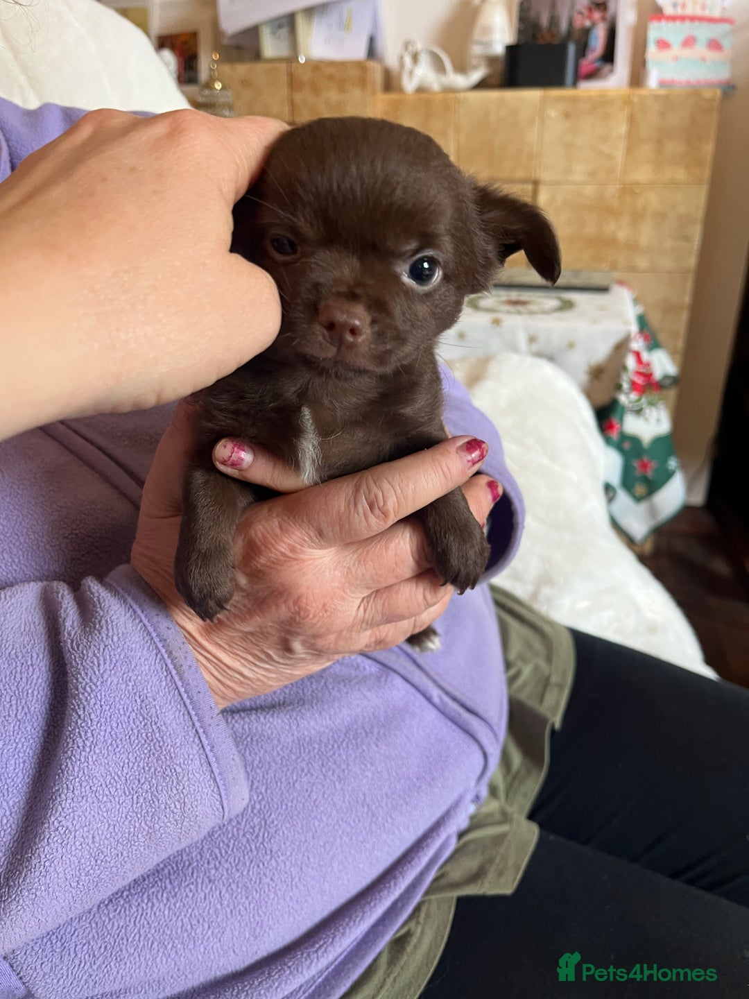 Chihuahua dogs for sale: Rare chocolate chihuahua puppies - Image 33