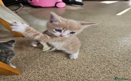 Mixed Breed cats for sale: 2 little ginger boys  - Image 5