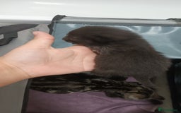 Mixed Breed cats for sale: 5 mixed breed kittens looking for new homes  - Image 9