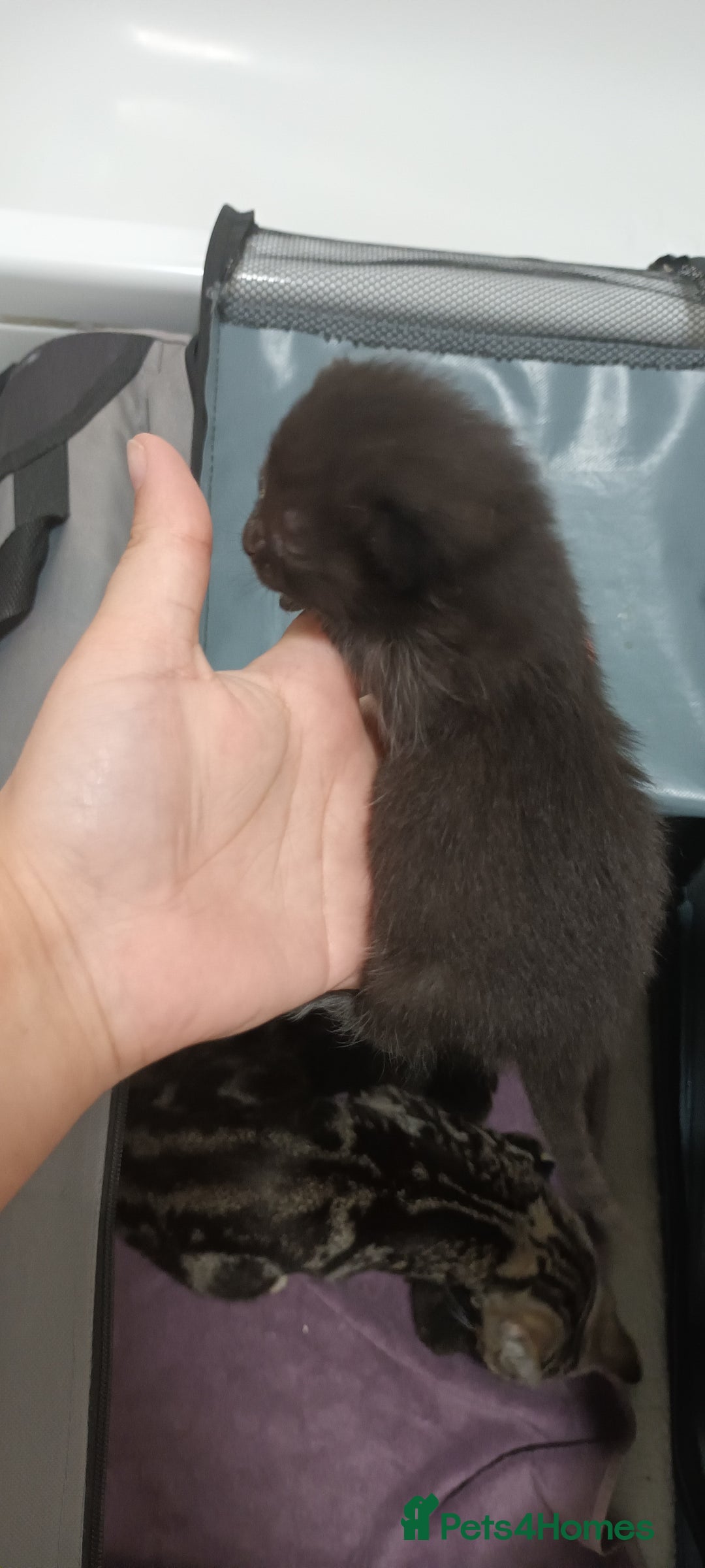 Mixed Breed cats for sale: 5 mixed breed kittens looking for new homes  - Image 9