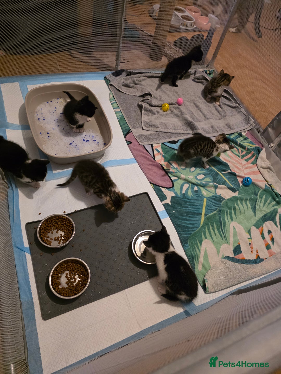 Mixed Breed cats for sale: Beautiful kittens for sale - Advert 5