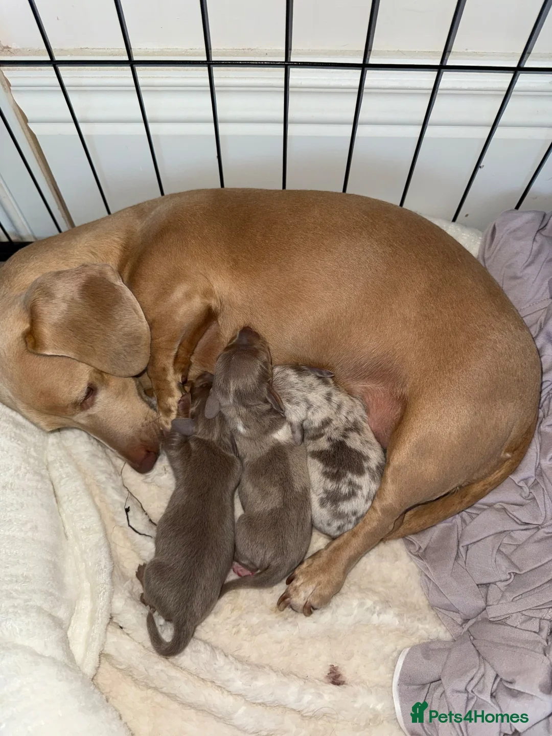 Miniature Dachshund dogs for sale: Beautiful Miniature Dachshund Puppies - 2 💙  1🩷  - Advert 18
