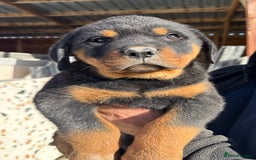 Rottweiler dogs for sale: Stunning chunky Rottweiler puppies - Image 13