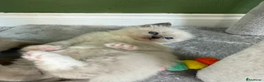 Ragdoll 4