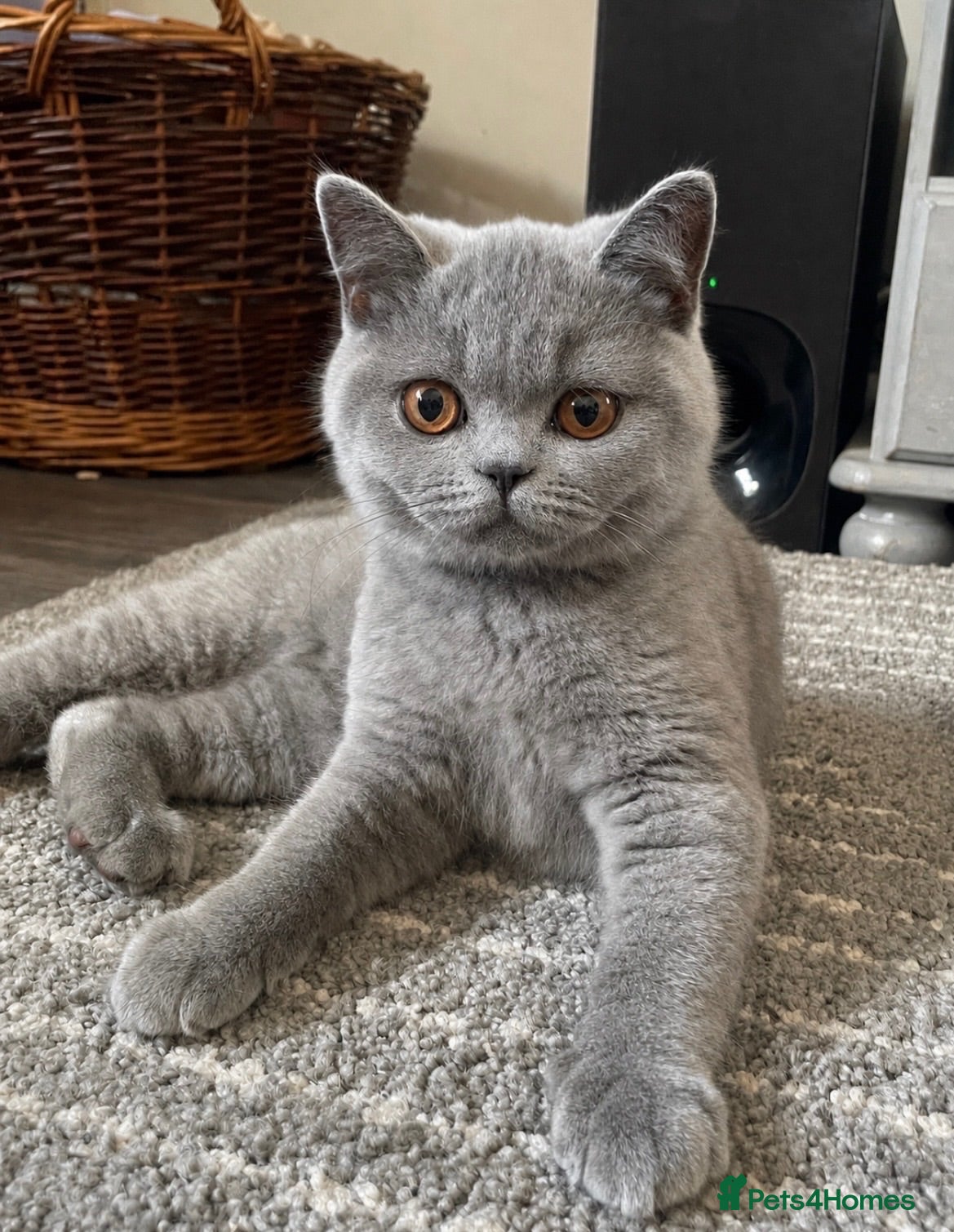 British Shorthair cats GCCF British Shorthair Blue Male Kittens - Advert 17