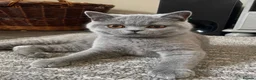 British Shorthair cats for sale: GCCF British Shorthair Blue Male Kittens in Melton Mowbray - Advert 1