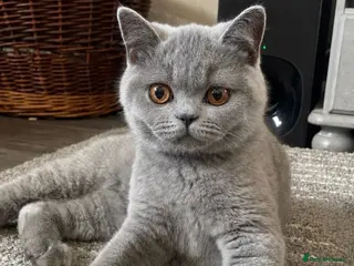 British Shorthair cats GCCF British Shorthair Blue Male Kittens - Advert 1