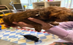 Yorkiepoo dogs for sale: Yorkiepoo puppies for sale. - Image 3
