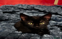 American Shorthair cats for sale: Cute 4 little females ready to go to new home - Image 10
