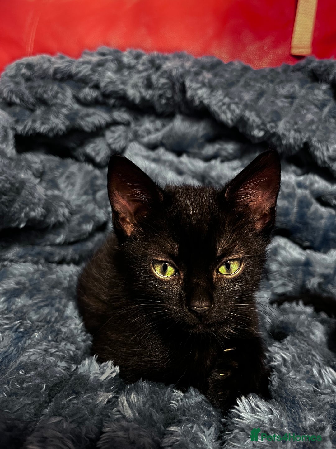 American Shorthair cats for sale: Cute 4 little females ready to go to new home - Image 10