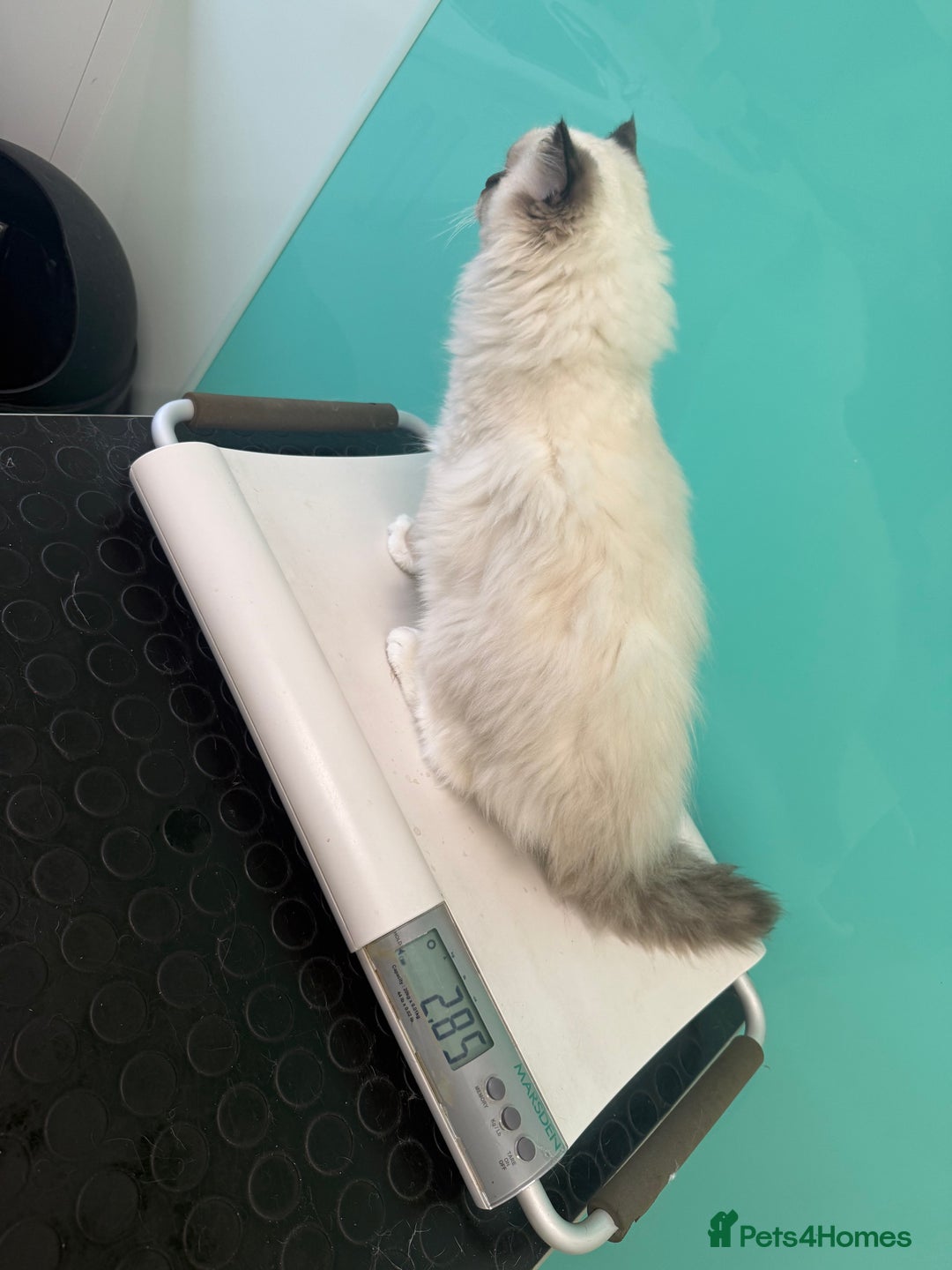 Ragdoll cats for sale: READY NOW 2 fluffy boys - Advert 23