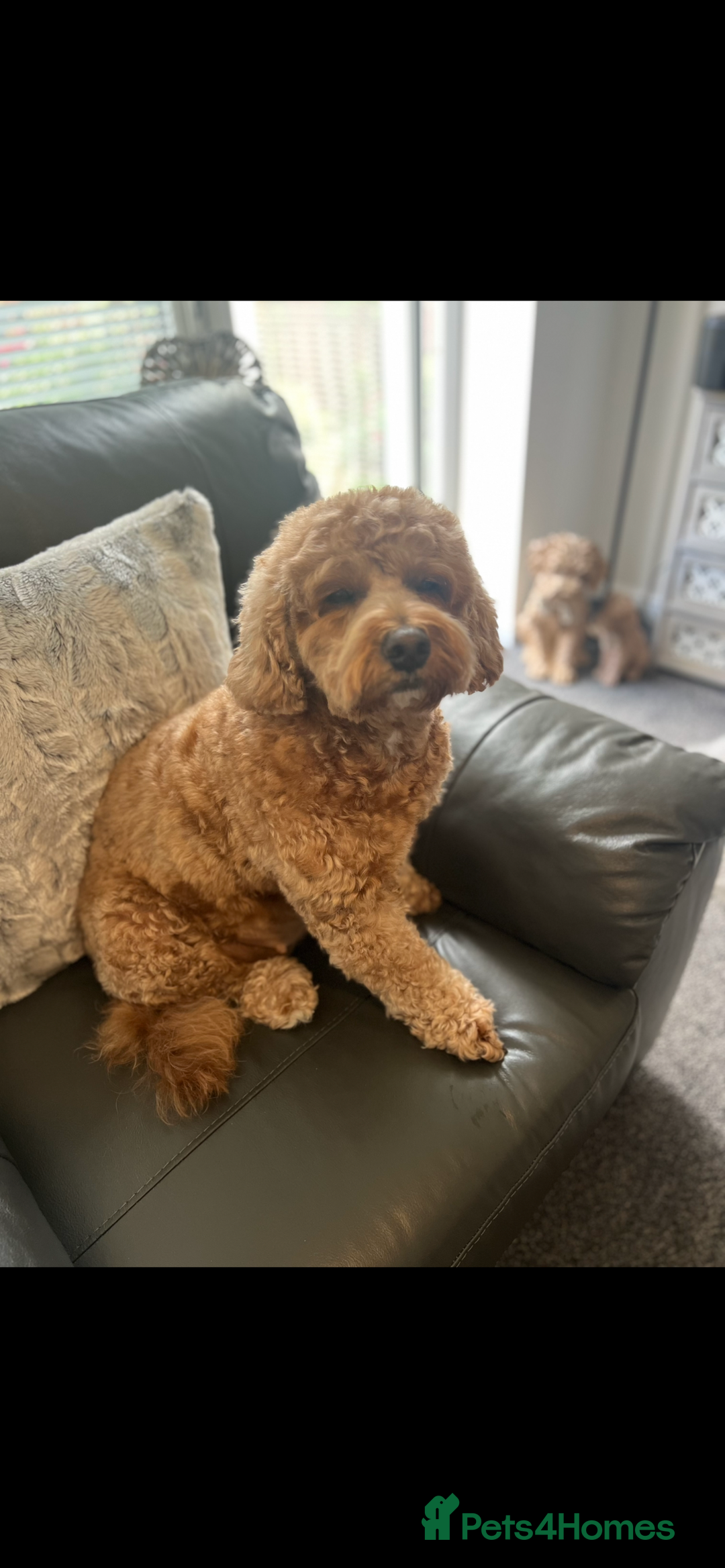 Cavapoo dogs for sale: F1B OUTSTANDING RARE RAINBOW 🌈 BABIES (Cavapoo)  - Image 24