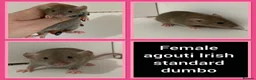 Rat rodents for sale: Adorable Dumbo Baby Rats  - Advert 8