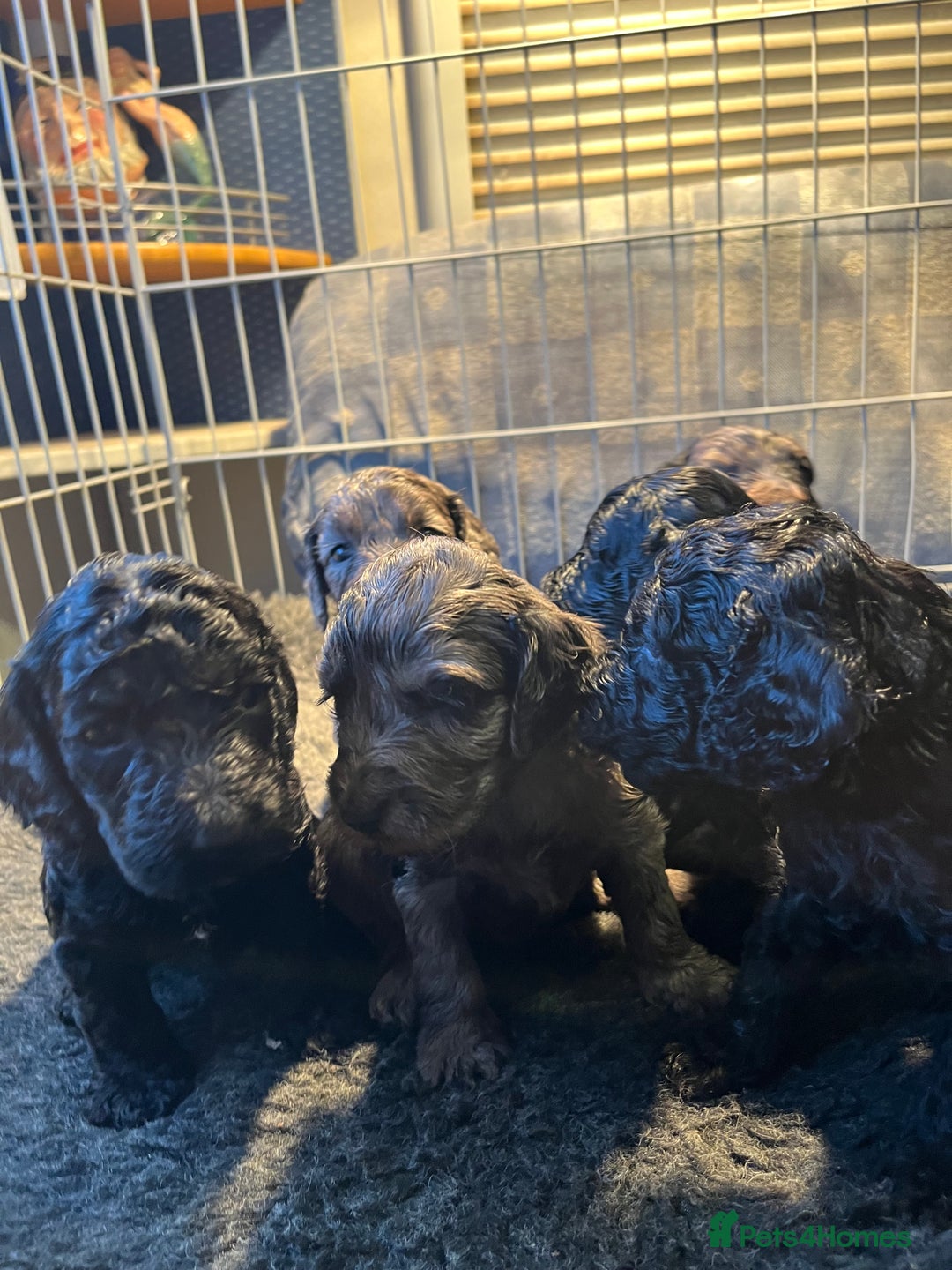 Cockapoo dogs for sale: 5 beautiful cockapoo puppies for sale - Advert 4