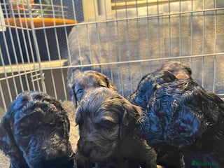 Cockapoo dogs 5 beautiful cockapoo puppies for sale - Advert 1